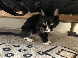 Mr. Meows the cat crouching under a piece of furniture